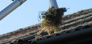 Gutters, one of a range of professional Cleaning services